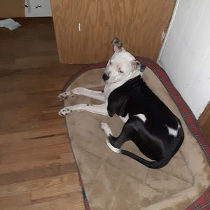 Meet your Posher, Hyman